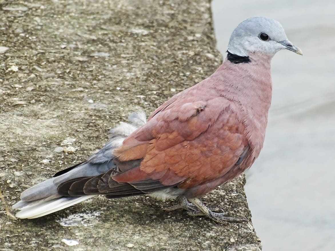 Red Collared-Dove (Red Turtle-Dove)